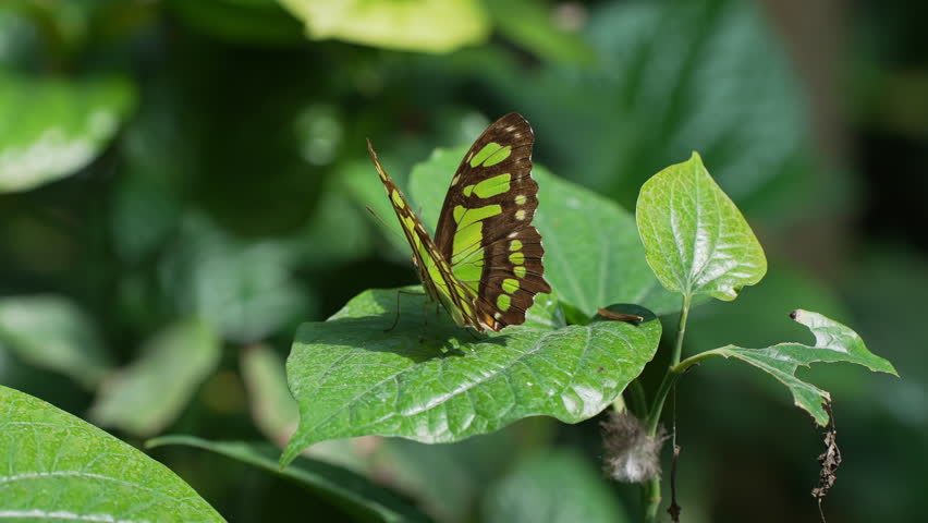 Green and Black Butterfly Perched on Leaf in Tropical Forest