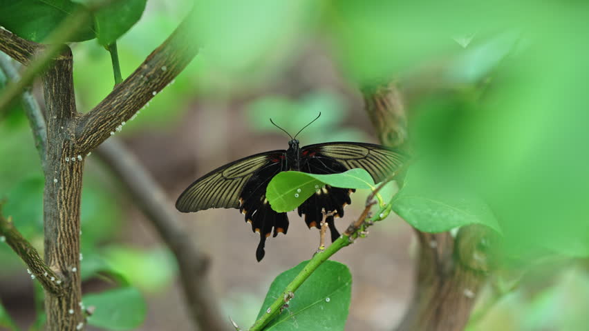 Black Butterfly Resting on Green Leaves in Tropical Forest