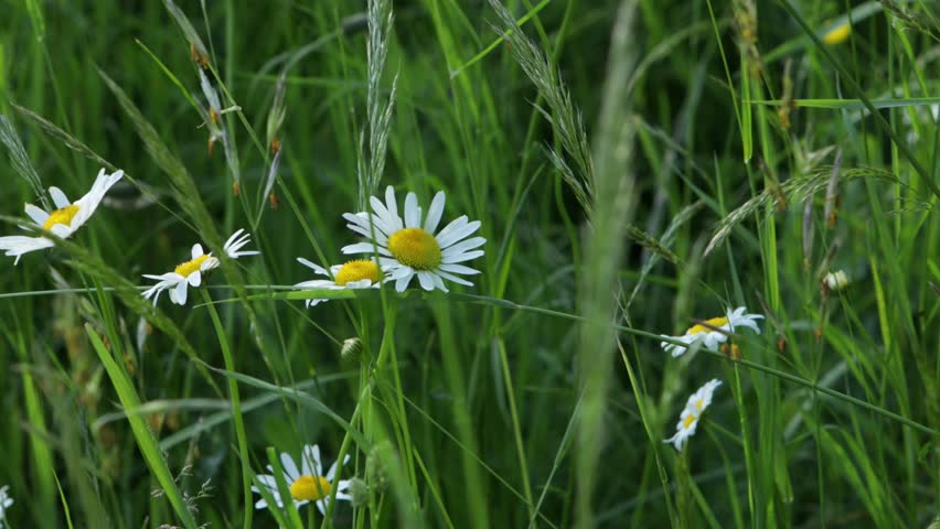 wild flowers in green meadow nature landscape