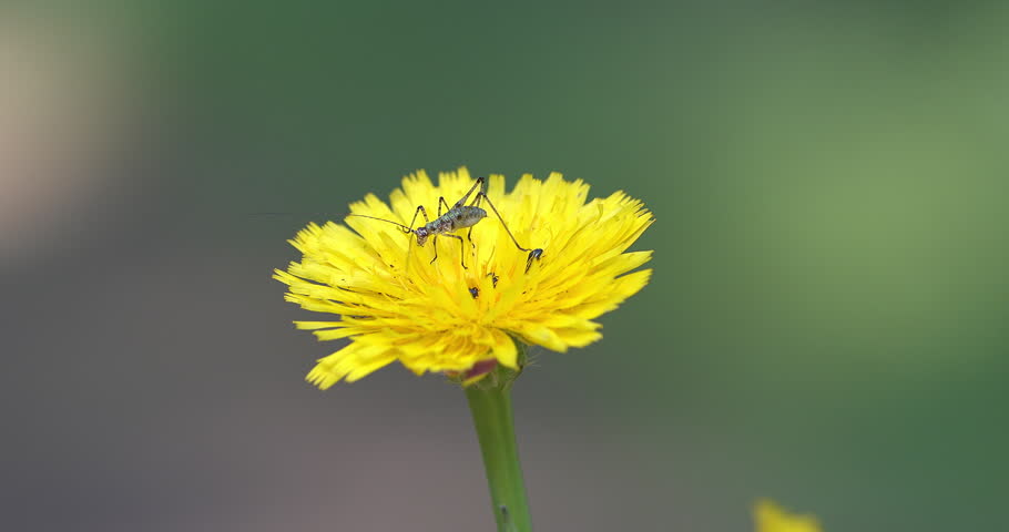 Macro - Insect on a yellow flower.