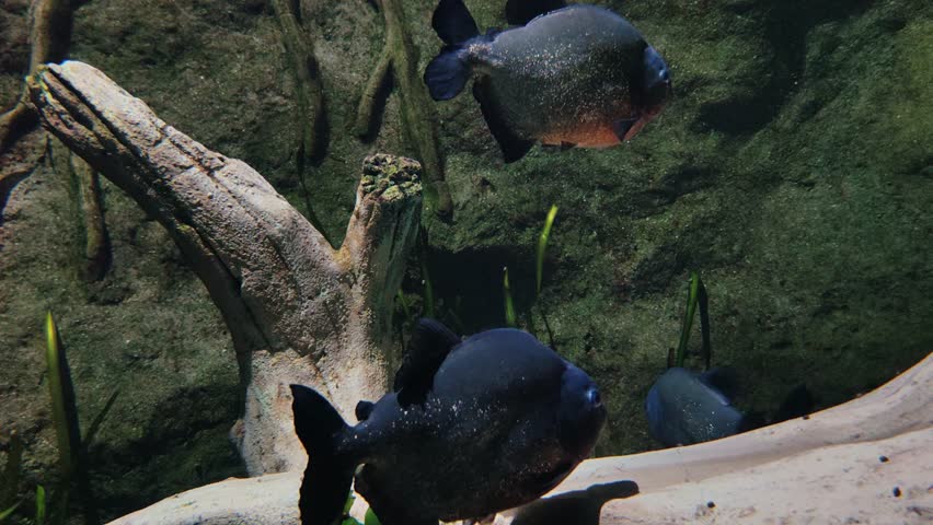 carnivorous red-bellied piranhas swimming in shoal inside large freshwater aquarium with rocks and aquatic plants, representing natural habitat amazon river.
