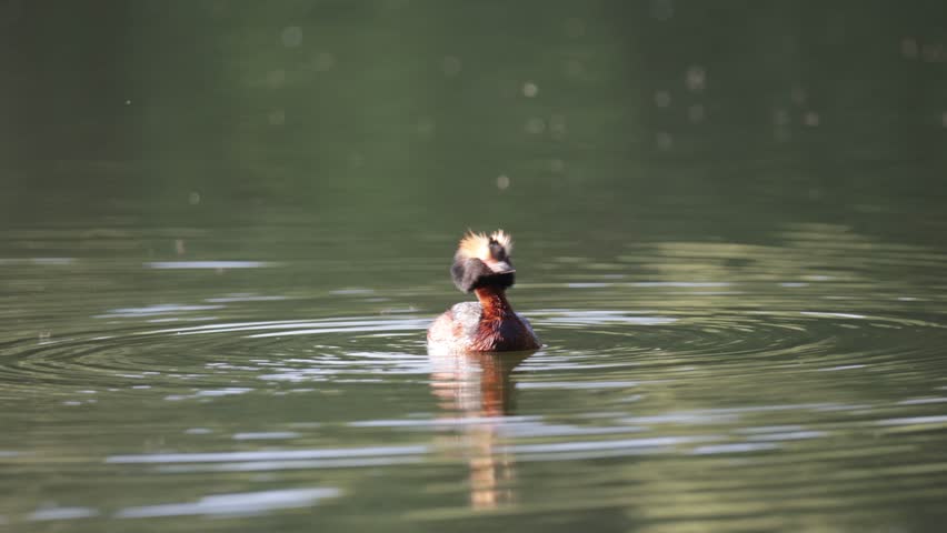 A horned grebe swims in the lake. Close-up. Rare bird.  International Red Book 