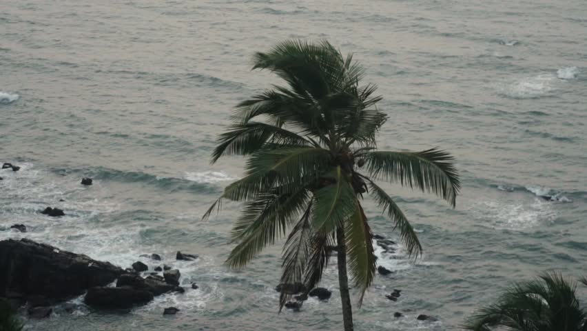 Dramatic scene of a solitary palm tree battling strong winds and rain on a rocky coastline, with powerful ocean waves crashing against the shore during an intense tropical storm