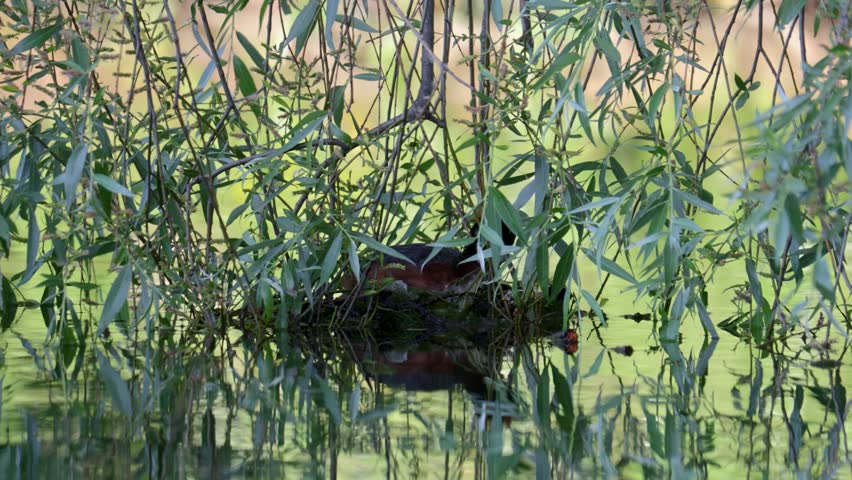 A horned grebe swims in the lake. Close-up. Rare bird.   IUCN Red List