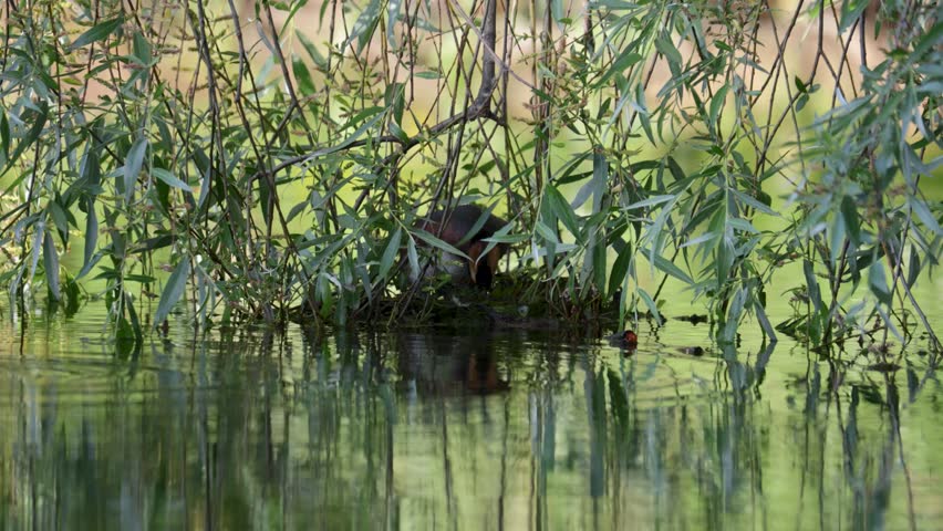 A horned grebe swims in the lake. Close-up. Rare bird. 