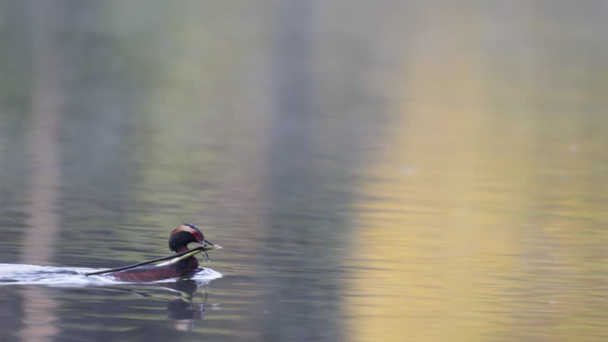 A horned grebe swims in the lake. Close-up. Rare bird. 