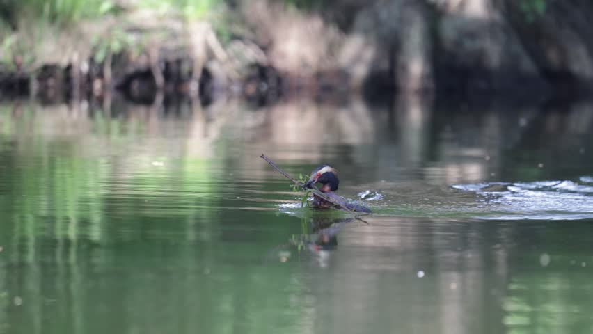 A horned grebe swims in the lake. Close-up. Rare bird. IUCN Red List.