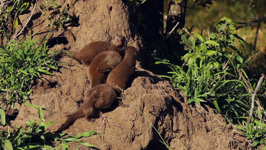 Cute family of Dwarf Mongoose outside termite mound den in Kruger NP