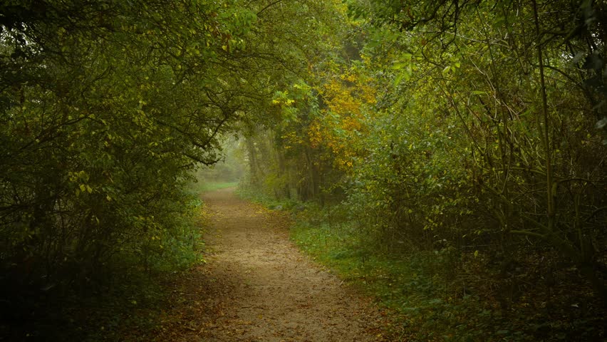 Forest trail curving under arch of green trees surrounded by golden autumn tones and mist. Morning haze dancing between trees shaping mysterious rhythm. Woodland path bending through foggy foliage
