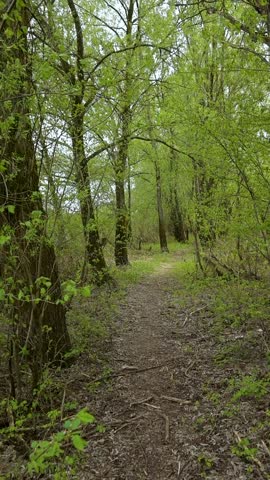 Forest path winds through tall trees with green leaves. Ground covered in fallen leaves and twigs. Sunlight filters through branches overhead. Quiet, natural setting with no animals visible