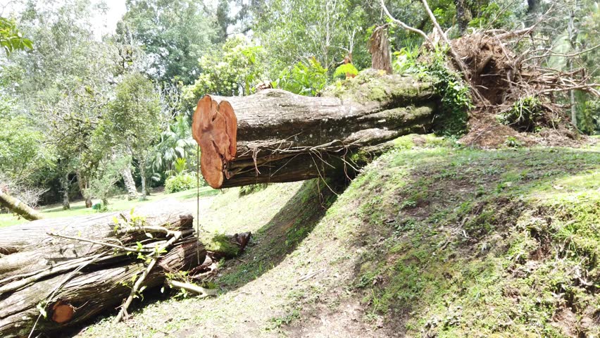 Large fallen tree trunk in a forested park area showing natural storm damage and woodland scenery.