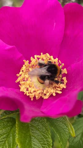 Cinematic close up of a bright red rose hip flower blooming in nature, with a bee collecting pollen in the center. Macro photography of a vibrant wild rose flower with a bumblebee foraging inside the blossom 