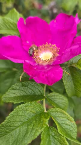 Cinematic close up of a bright red rose hip flower blooming in nature, with a bee collecting pollen in the center. Macro photography of a vibrant wild rose flower with a bumblebee foraging inside the blossom 