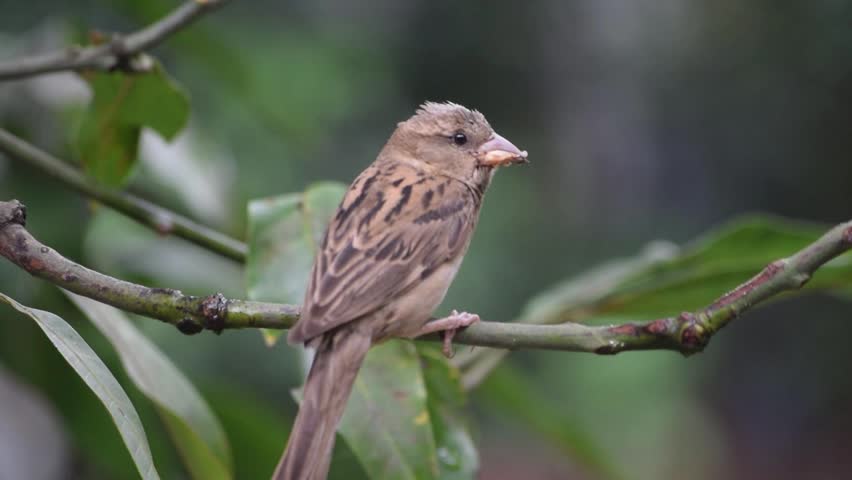 A close-up video of a house sparrow sits on a twig with a beak full of food