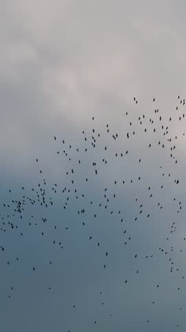 Many birds fly together high in the sky under clouds during the evening. They move in different patterns as they travel across the open space.