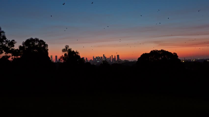 Cinematic wide shot showing Melbourne skyline at dusk with thousands of fruit bats migrating across glowing horizon. Beautiful urban twilight landscape with dark trees and vibrant city lights.