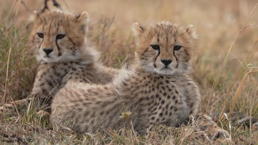 Adorable Cheetah Cubs Resting Together in African Grassland