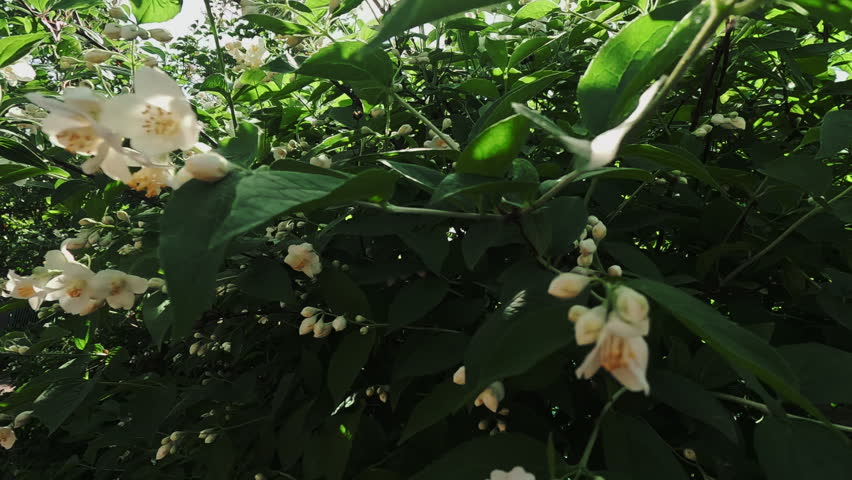 Sun shines through the branches of blooming jasmine in summer. Natural background