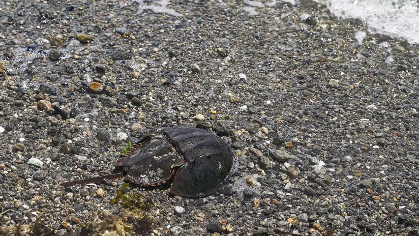 Slow motion footage of a living horseshoe crab, limulus polyphemus, moving on a pebbly beach while gentle waves wash ashore