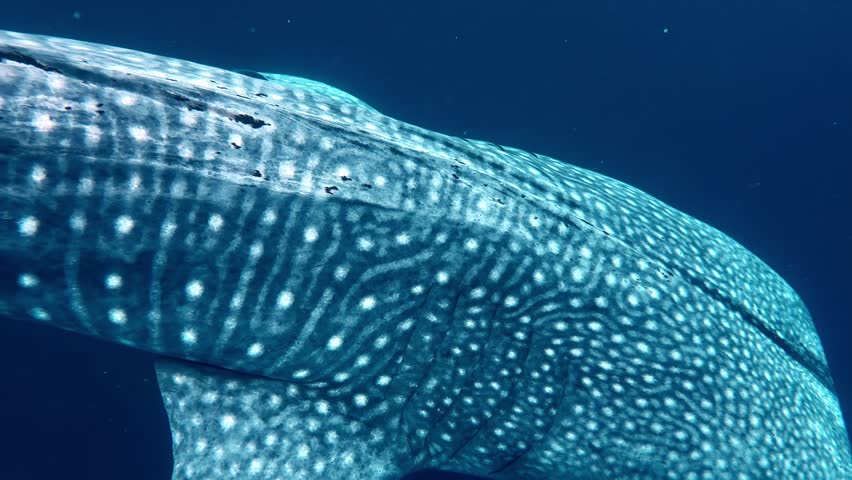 Extreme close up of the unique skin pattern of a whale shark swimming past, Sogod Bay, Southern Leyte, Philippines.