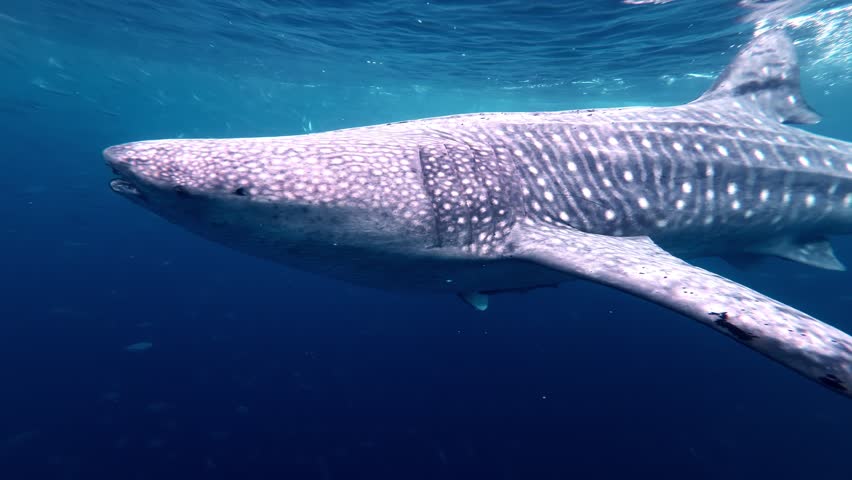 The elongated body of an enormous whale shark, with the characteristic white spot patterns, prominent gill slits, and large pectoral fin.
