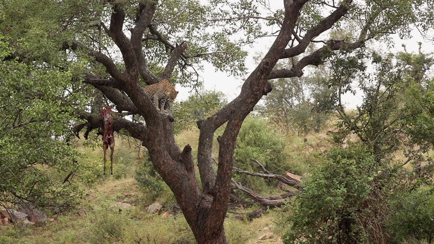 Leopard climbs down from perch in tree branch in rain, flat light