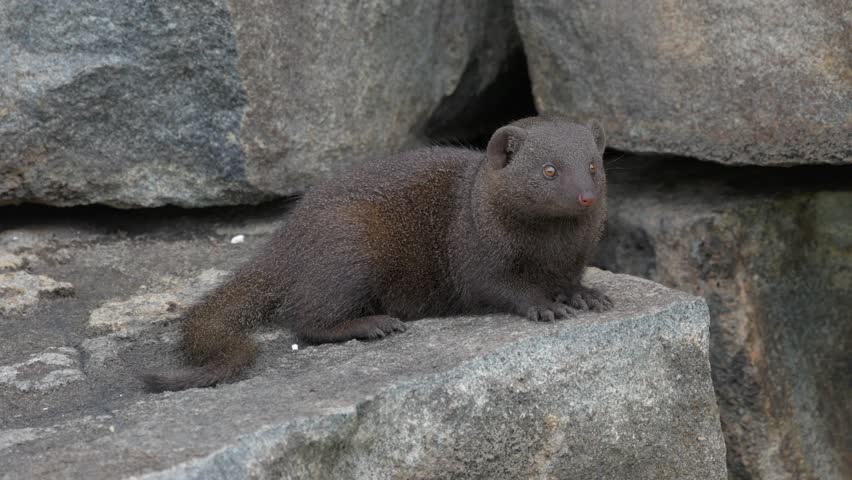 Cute Dwarf mongoose in profile on boulder looks at camera, closeup