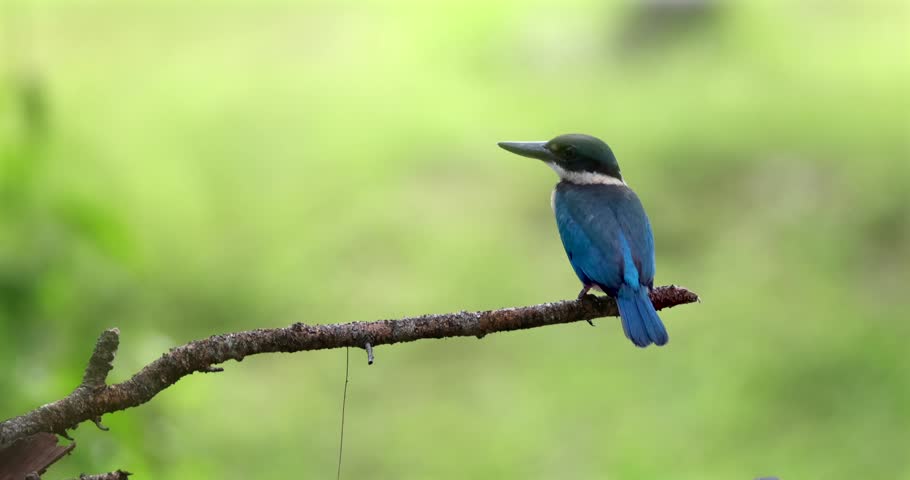 Collared kingfisher sitting on tree branch against blurred green foliage, tropical wildlife observation in natural habitat.
