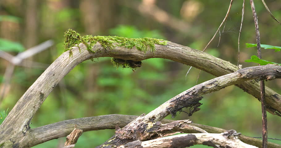 Macro - Spring landscape in a forest