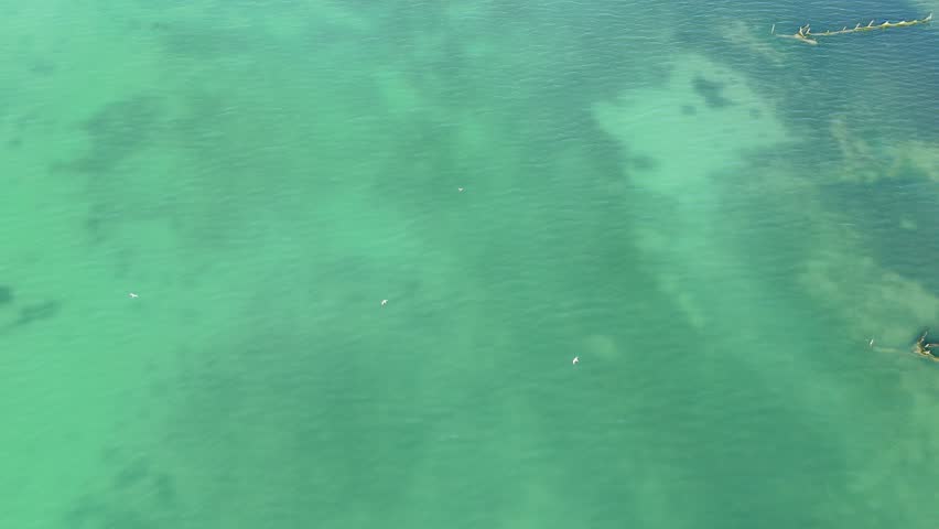 Top down aerial drone view of a flock of birds flying over shallow transparent turquoise lagoon channels and green salt marshes near Eraclea and the Piave river mouth, Italy