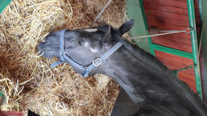 Horses in the farm, feeding animals