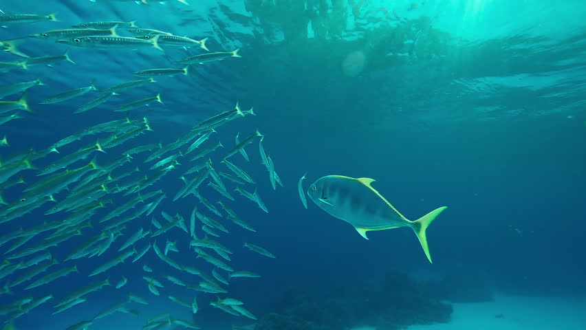 A pair of large Yellowspotted Trevally, Carangoides fulvoguttatus chase a school of juvenile Yellowtail Barracuda, Sphyraena flavicauda swimming in the blue water in the last rays of the setting sun