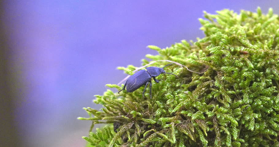 Macro - Cockroach on the moss