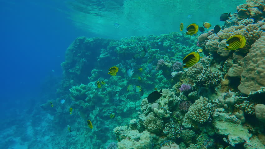 Many different colorful tropical fish swim along the slope of the outer reef in the evening.