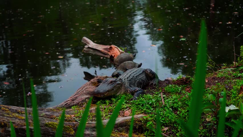 Turtles basking on a log alongside a resting alligator at a South Carolina pond