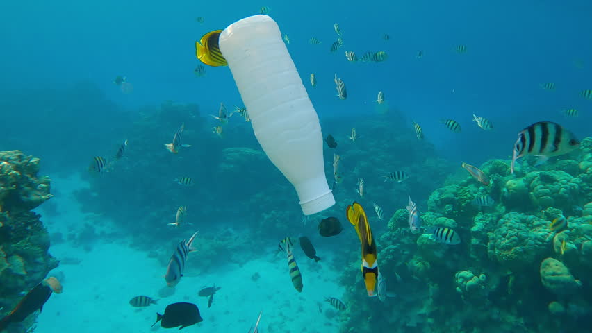 Many colorful tropical fish swim around a white plastic milk bottle drifting over a coral reef beneath the surface of turquoise water. Plastic pollution in the Ocean