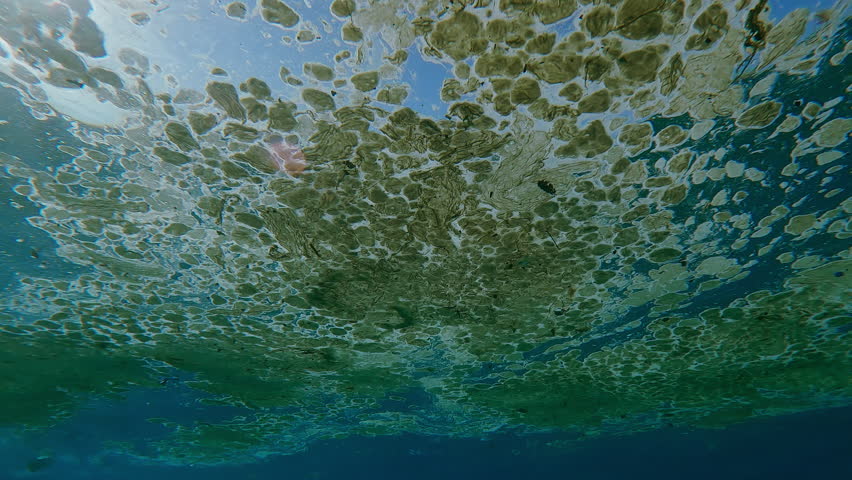 Close-up of water surface covered with fatty layer and small plastic debris in bright sunlight, backlit by sun, underwater view, pollution of the ocean