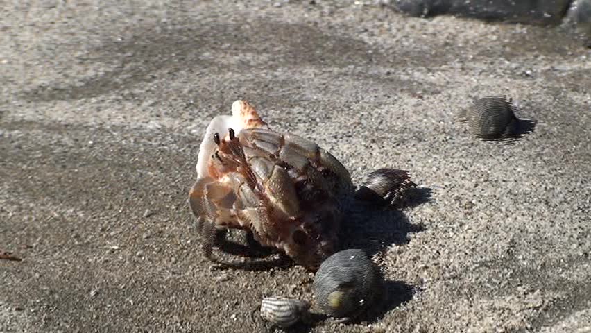 Hermit Crabs on beach