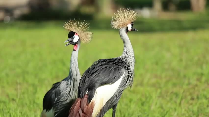 Crowned crane close-up portrait with golden crown feathers, sharp eye detail, natural wildlife bird in soft light scene
