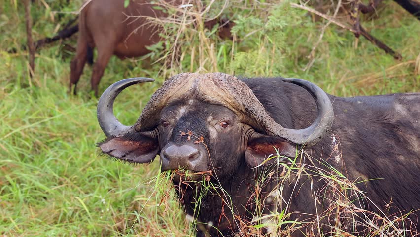 Closeup view of Cape buffalo face as it looks at camera, eating grass
