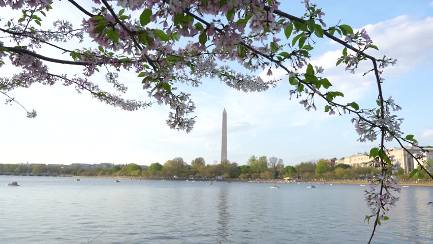 Cherry Blossoms Wide Washington DC Tidal Basin Washington Monument Across Water. Spring Day Boats Paddling. Blue Sky United States of America Capital
