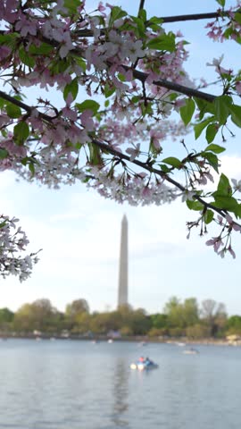 Cherry Blossoms Wide Washington DC Tidal Basin Washington Monument Across Water. Blue Sky United States of America Capital (Vertical Video)