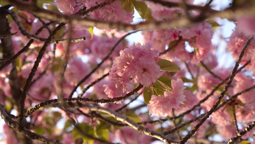 Close Up of Cherry Blossom Tree Pink Flower in Washington DC Camera Spins in Circle Around it. Looking Up From Low Angle Warm Daylight