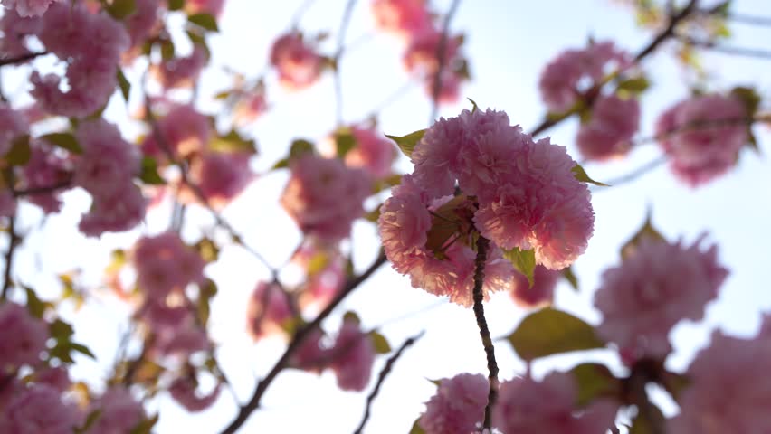 Close Up Slow Motion of Cherry Blossom Tree Pink Flower in Washington DC Camera Spins in Circle Around it. Looking Up From Low Angle Warm Daylight