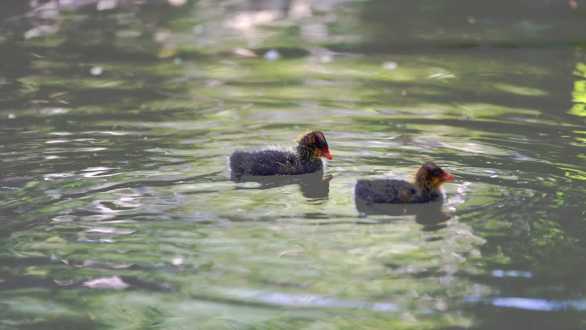 Two young American Coot (Fulica americana) chicks swimming in a small pond alone 4K 24fps