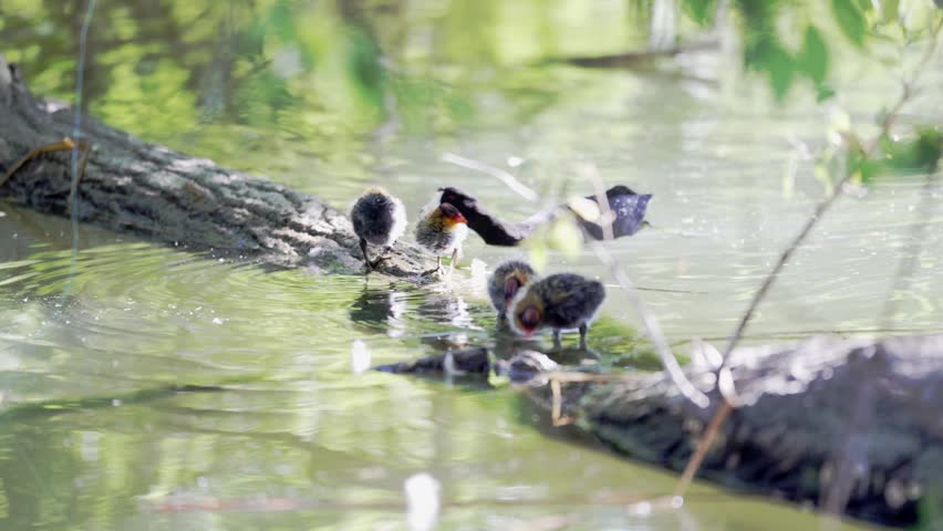 American Coot (Fulica americana)  chicks with adult Coot swimming in a small pond near trees and vegetation 4K 24fps