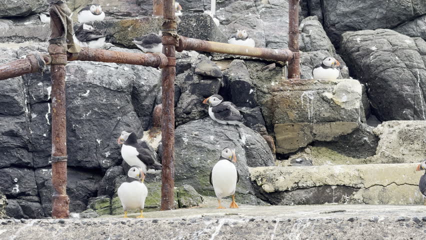 A group of puffins with distinctive white bellies and dark plumage rest on rocky stone cliffs near weathered industrial metal railings. The birds stand calmly on sandy ground against a backdrop of moss-covered boulders and deteriorating infrastructure, creating an atmospheric wildlife scene. Ideal for nature documentaries, travel content, and wildlife preservation projects.
