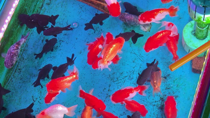 Top-down View of Colorful Goldfish Swimming in an Aquarium Tank
