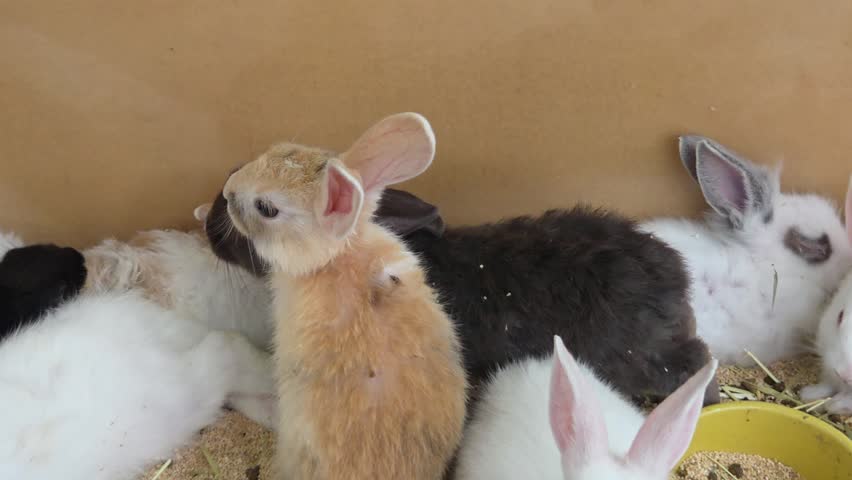 Group of Domestic Rabbits of Various Colors Sitting Together inside a Pen