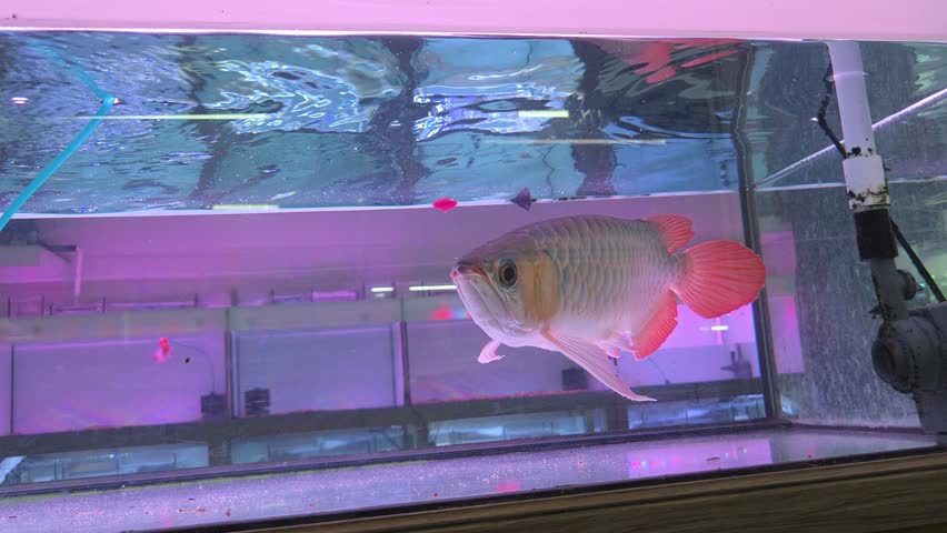 Close-Up Footage of an Super Red F5 Asian Arowana Fish Swimming Inside an Aquarium	
